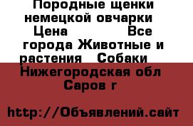 Породные щенки немецкой овчарки › Цена ­ 24 000 - Все города Животные и растения » Собаки   . Нижегородская обл.,Саров г.